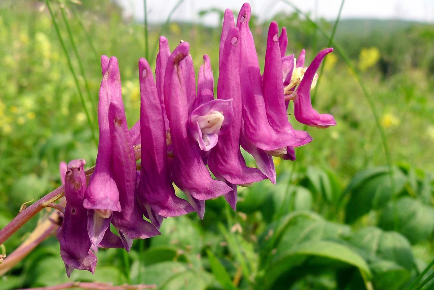 Изображение особи Corydalis multiflora.