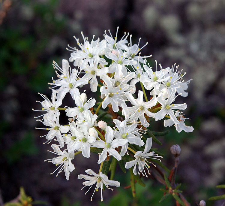 Изображение особи Ledum decumbens.