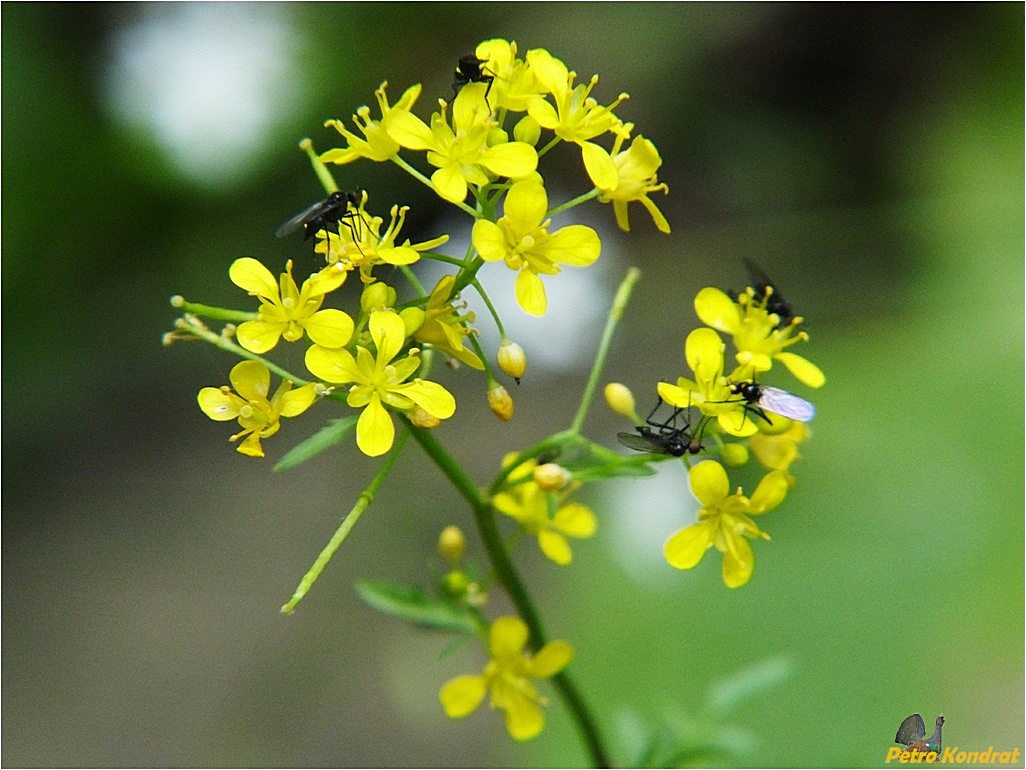 Изображение особи Rorippa sylvestris.