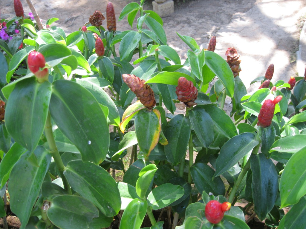 Image of Costus woodsonii specimen.