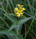 View full-size image Lysimachia vulgaris