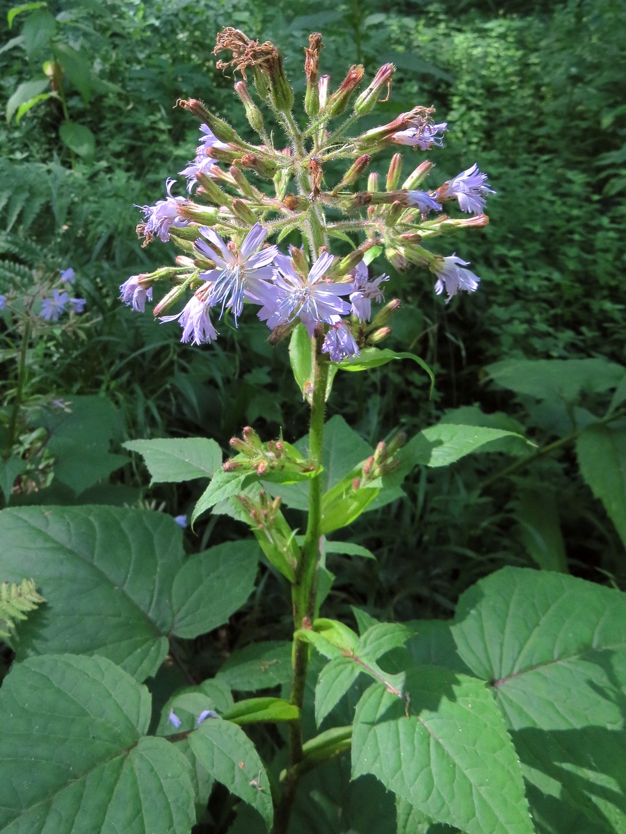 Изображение особи Cicerbita macrophylla.