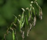 Hosta albomarginata. Часть соплодия с незрелыми плодами. Московская обл., Раменский р-н, окр. дер. Хрипань, садовый участок. 08.08.2017.