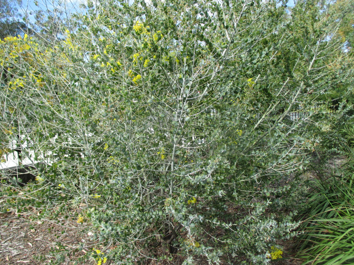 Изображение особи Acacia podalyriifolia.