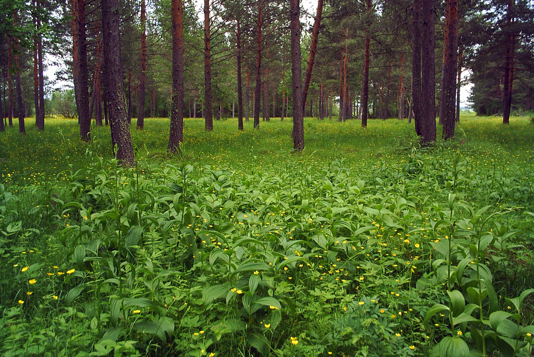 Изображение особи Veratrum lobelianum.