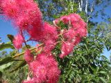 Corymbia ficifolia