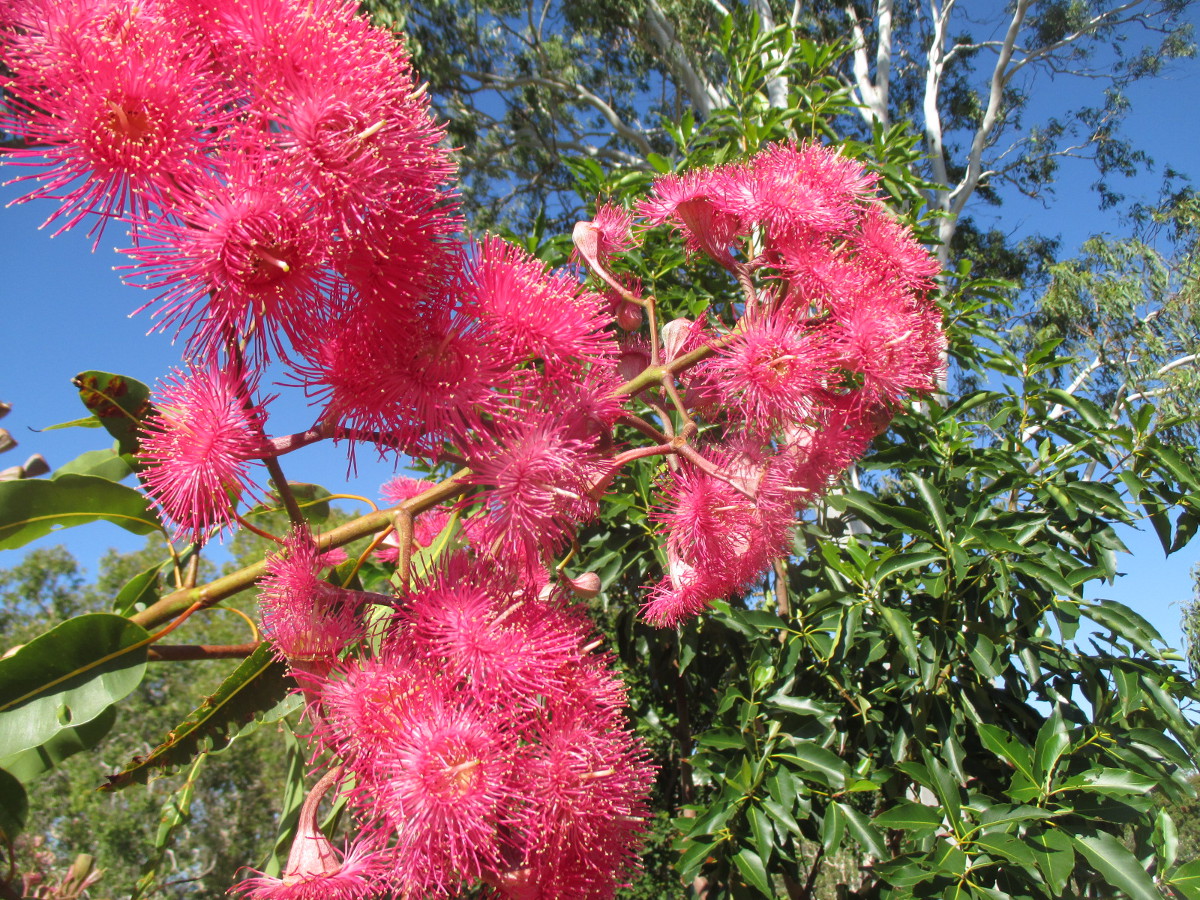 Image of Corymbia ficifolia specimen.