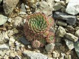 Orostachys spinosa. Вегетирующее растение. Магаданская обл., Ольский р-н, окр. пос. Атарган, крутой каменистый склон сопки. 07.07.2017.