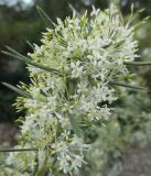 Grevillea biternata