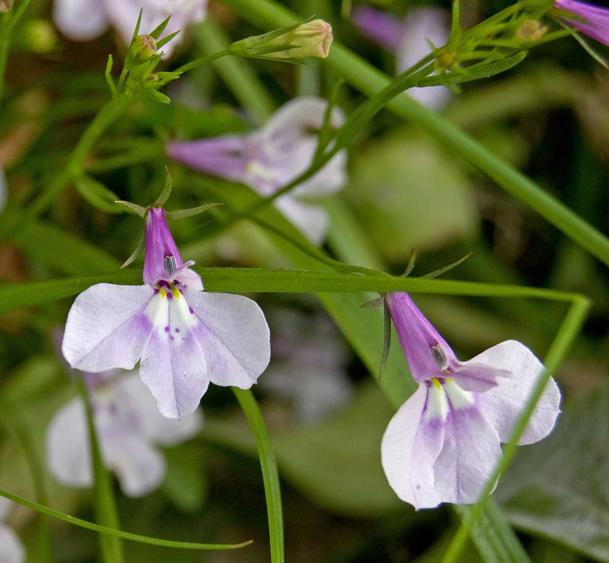 Image of Lobelia erinus specimen.