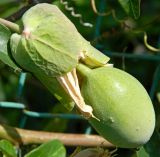 Passiflora caerulea. Незрелый плод. Крым, городской округ Ялта, пгт Кореиз, живая изгородь. Июль 2017 г.