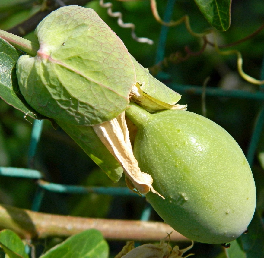 Изображение особи Passiflora caerulea.