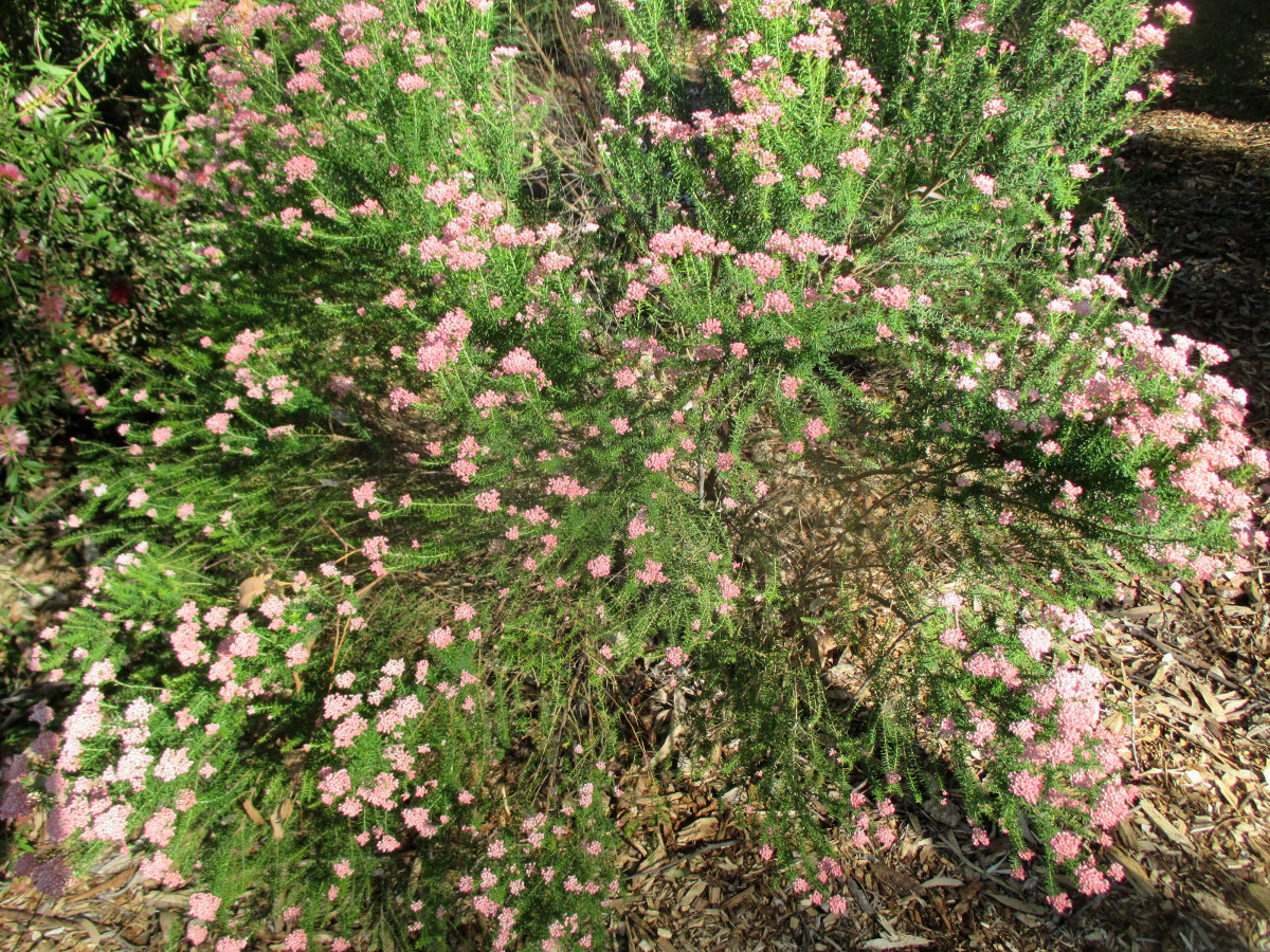 Image of Ozothamnus diosmifolius specimen.