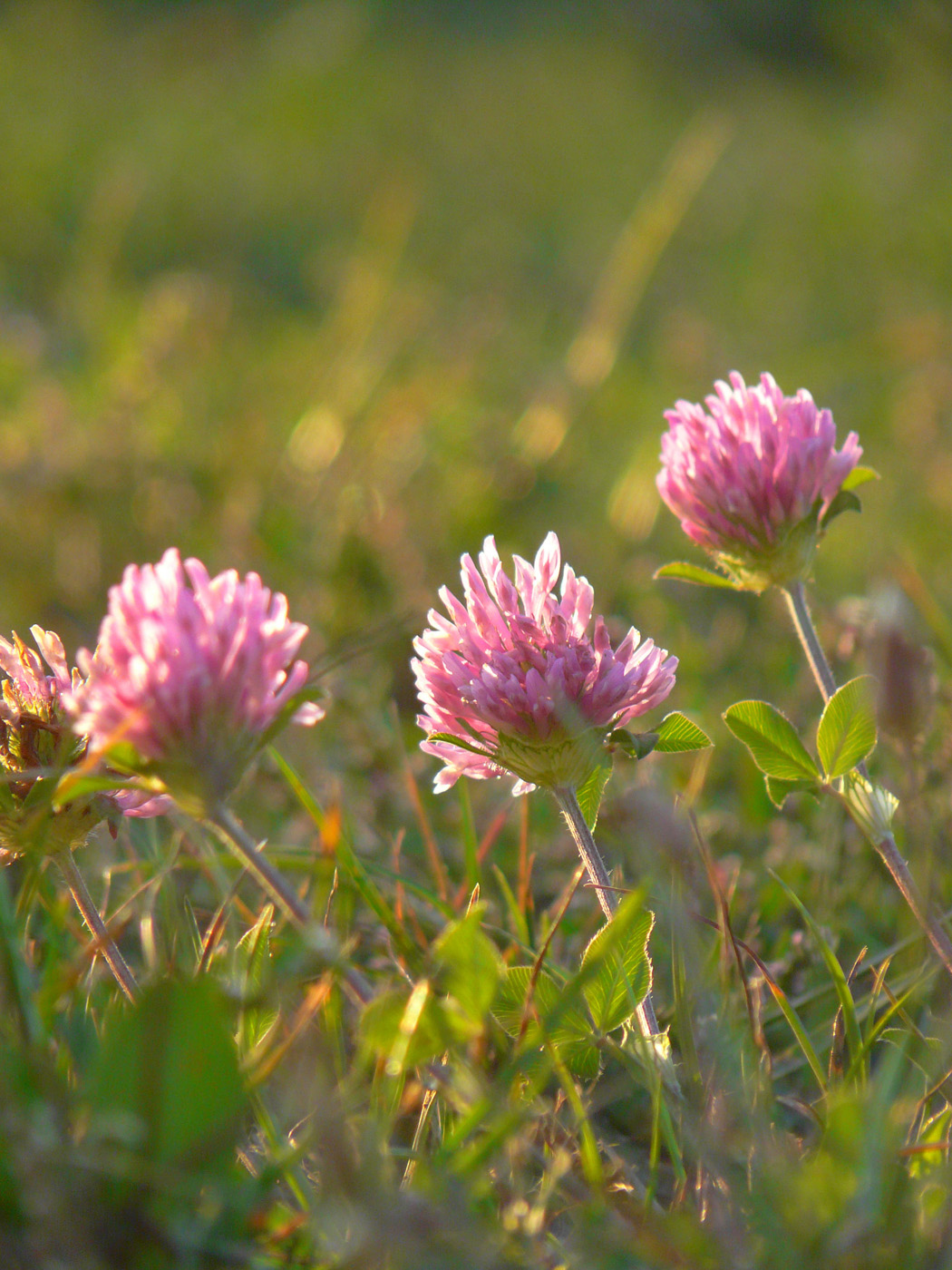 Изображение особи Trifolium pratense.