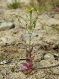 Draba nemorosa. Цветущее и плодоносящее растение. Магаданская обл., Ольский р-н, окр. пгт Ола, на насыпи дамбы. 26.08.2017.