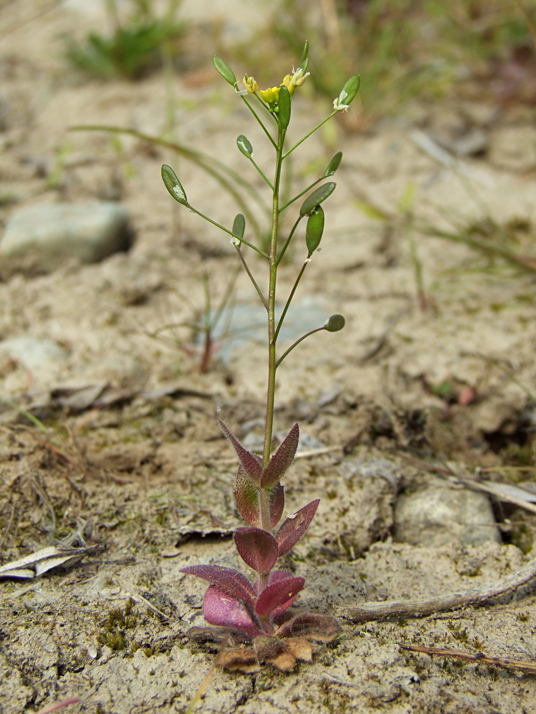 Image of Draba nemorosa specimen.