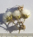 Image of taxon representative. Author is Сергей Банкетов