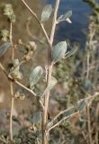 Atriplex halimus