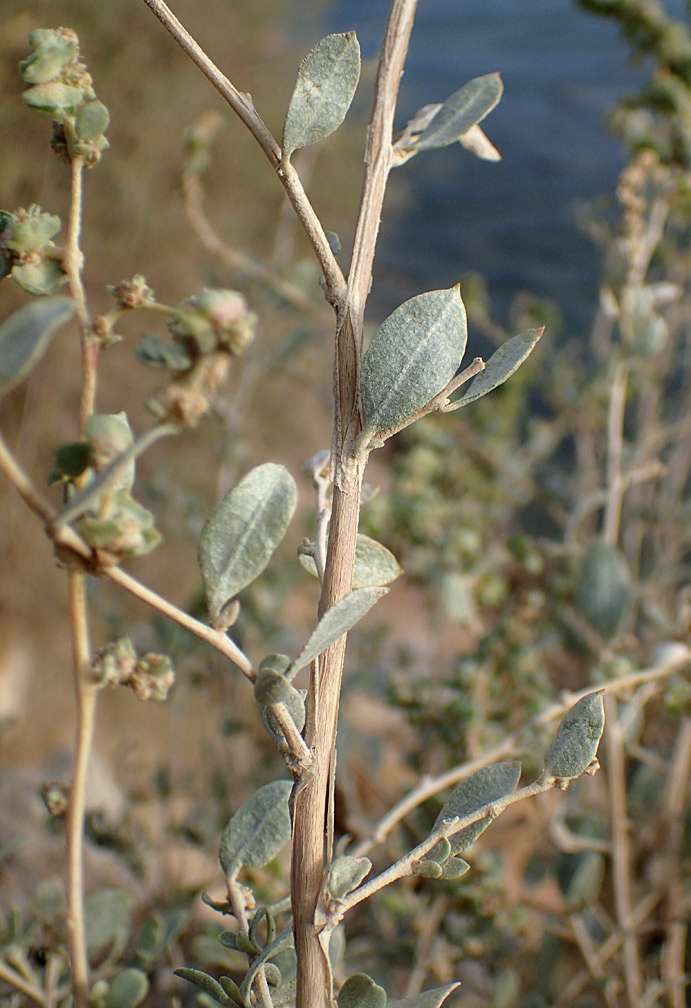 Image of Atriplex halimus specimen.