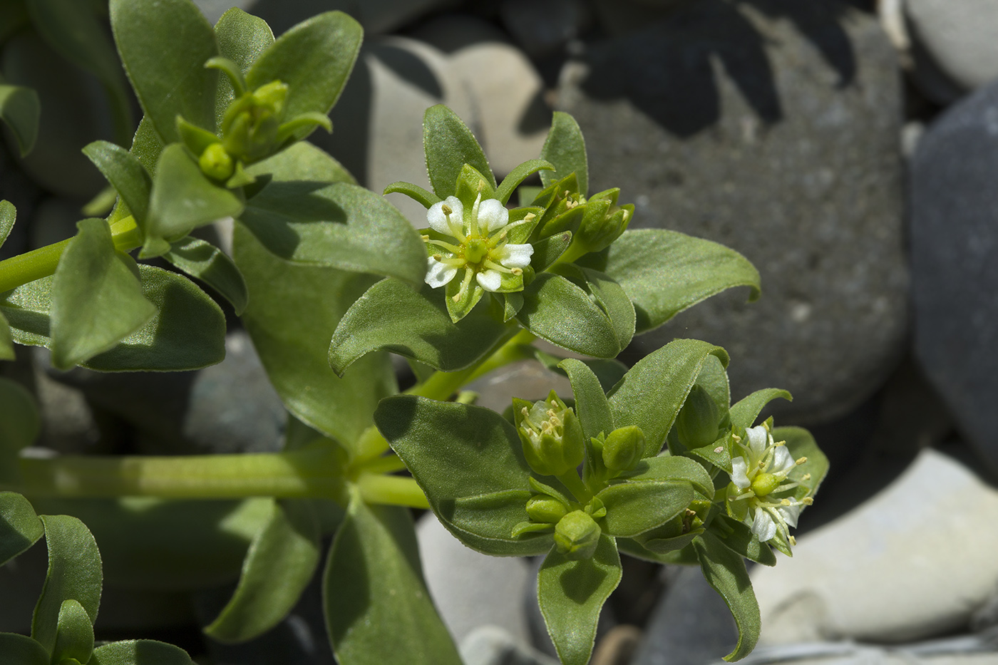 Image of Honckenya peploides ssp. major specimen.