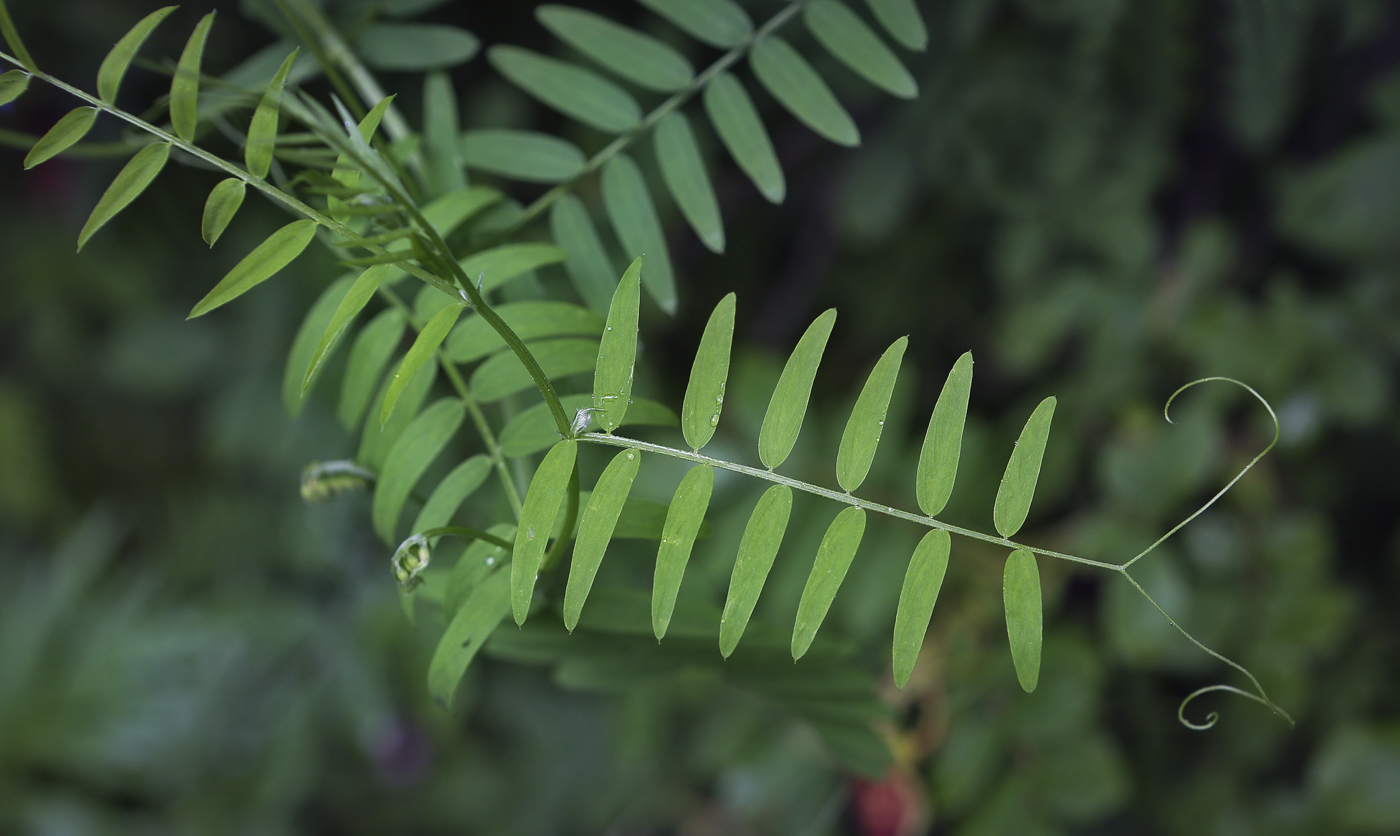 Image of Vicia cracca specimen.