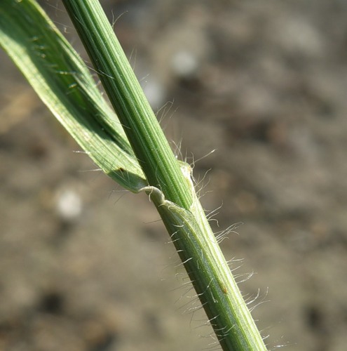 Изображение особи род Bromopsis.