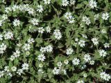 Stellaria dichotoma