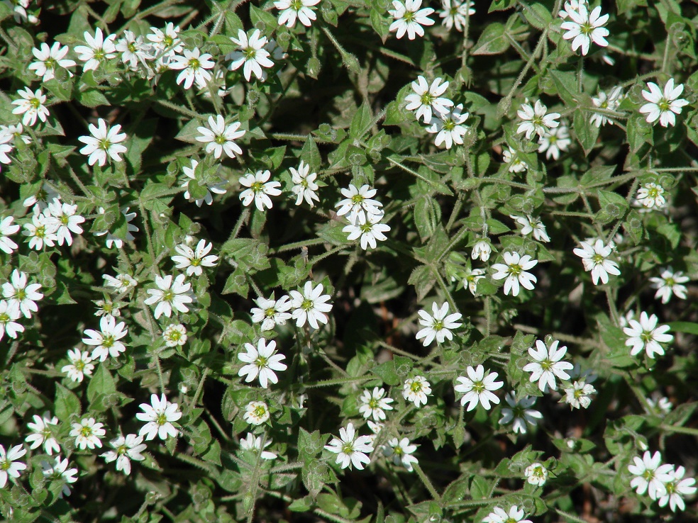 Image of Stellaria dichotoma specimen.