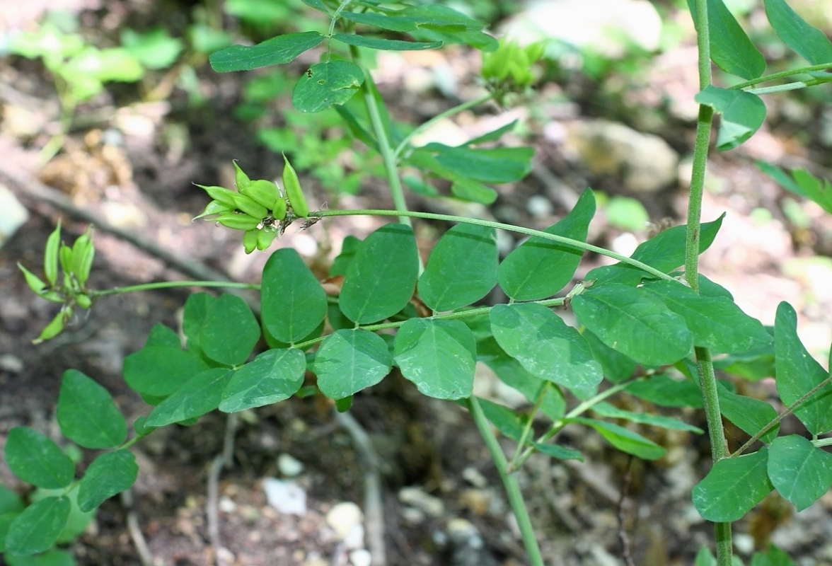 Image of Astragalus glycyphylloides specimen.