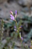 Astragalus managildensis