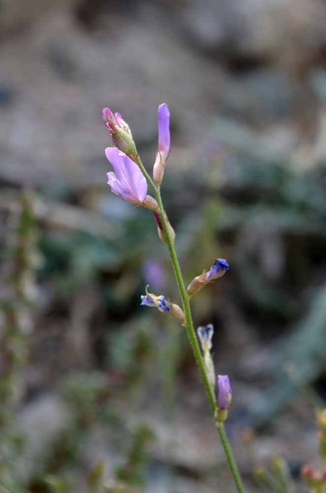 Image of Astragalus managildensis specimen.