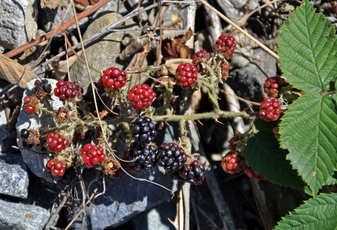 Image of Rubus sanctus specimen.