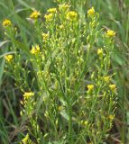 Image of taxon representative. Author is Марина Ворошилова