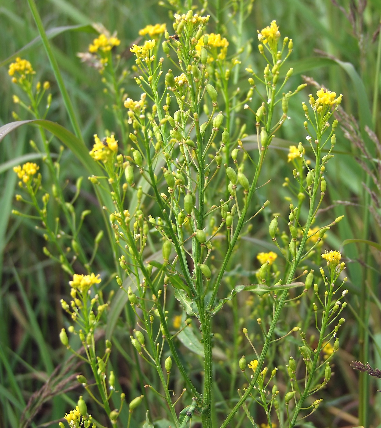 Изображение особи Rorippa barbareifolia.