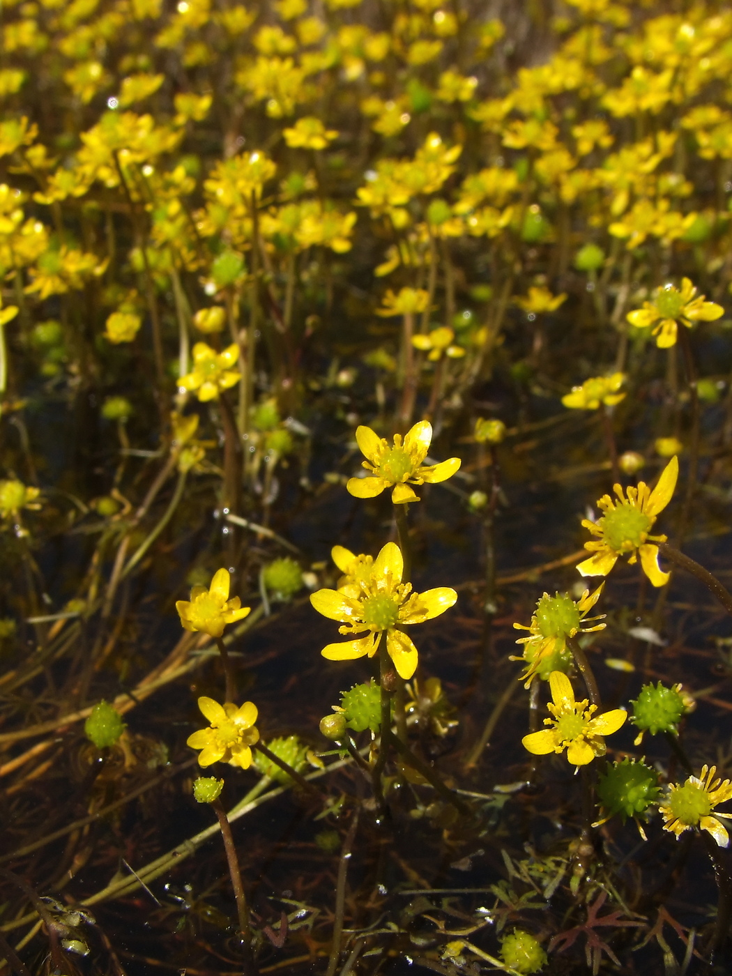 Image of Ranunculus gmelinii specimen.