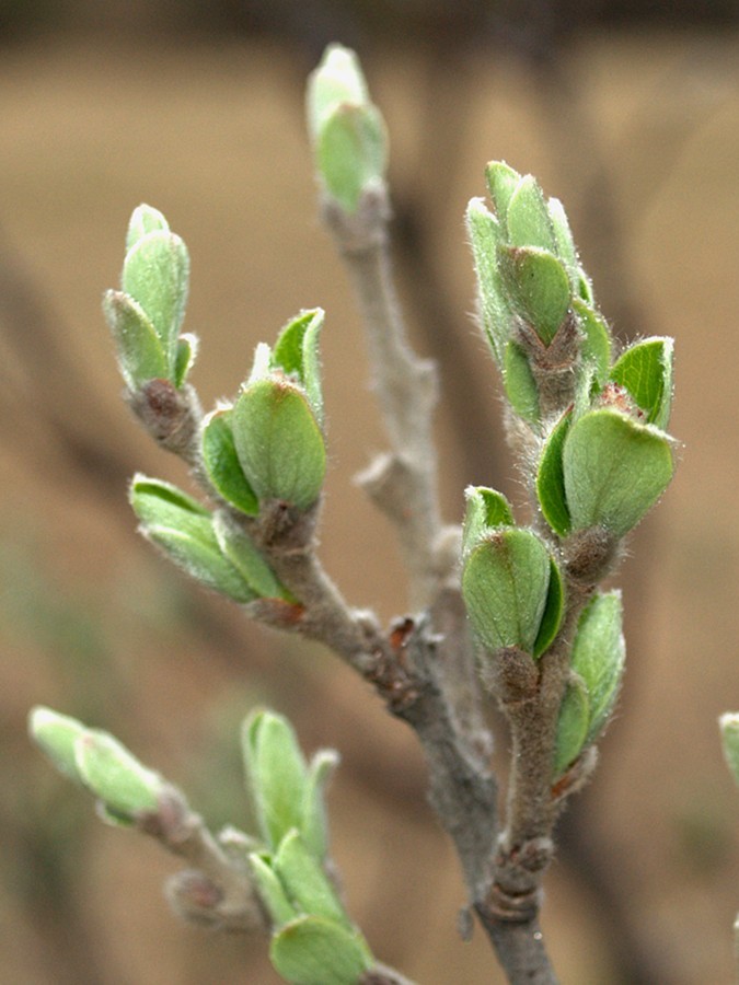 Изображение особи Salix glauca.