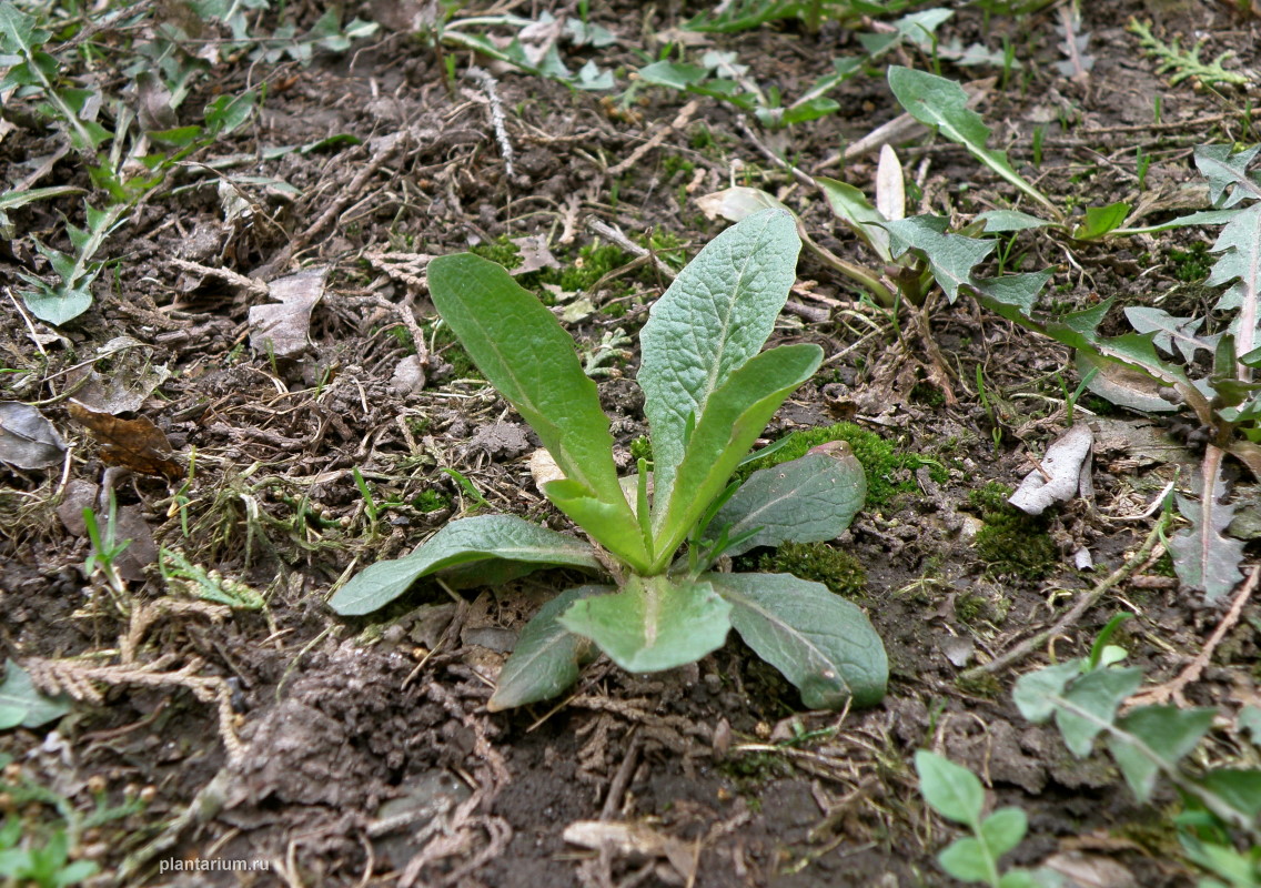 Изображение особи Lactuca serriola.