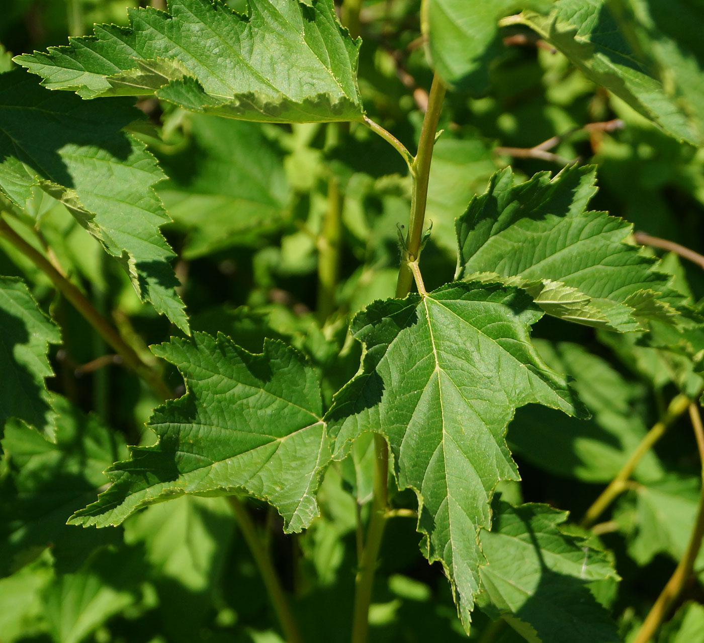 Image of Physocarpus opulifolius specimen.