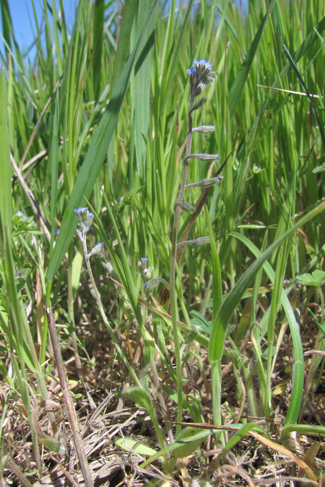 Изображение особи Myosotis incrassata.