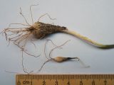 Allium dasyphyllum