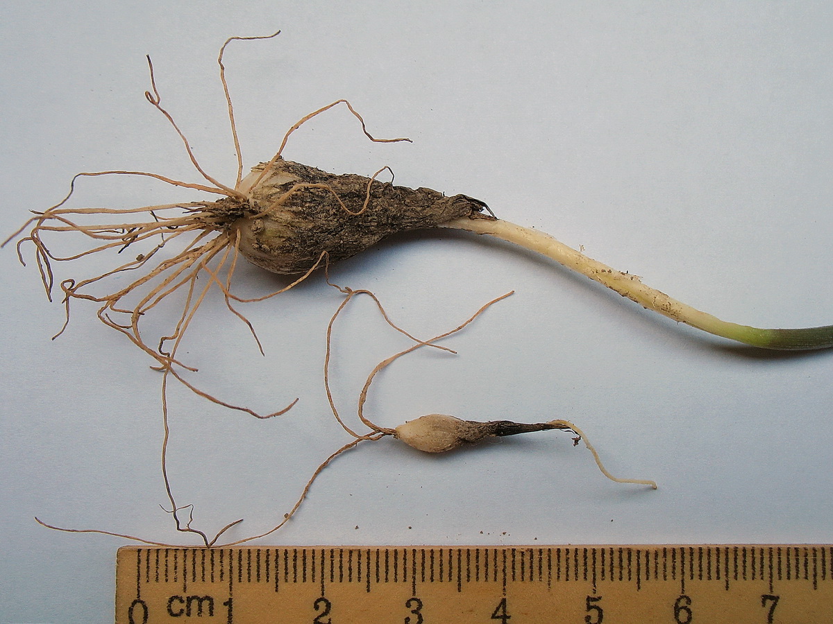 Image of Allium dasyphyllum specimen.