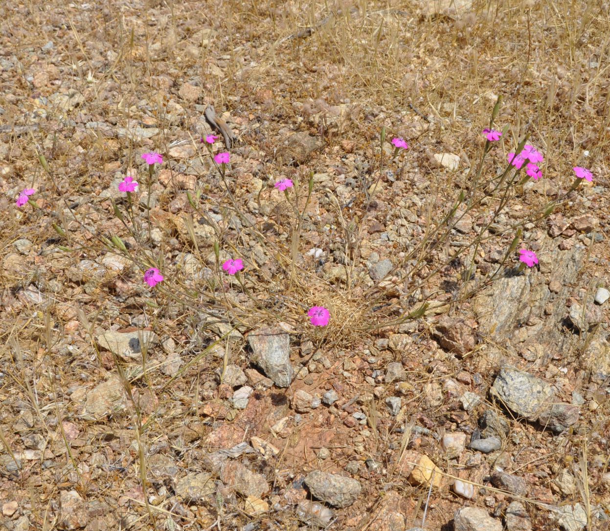 Изображение особи Dianthus diffusus.