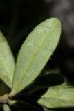 Daphne pseudosericea