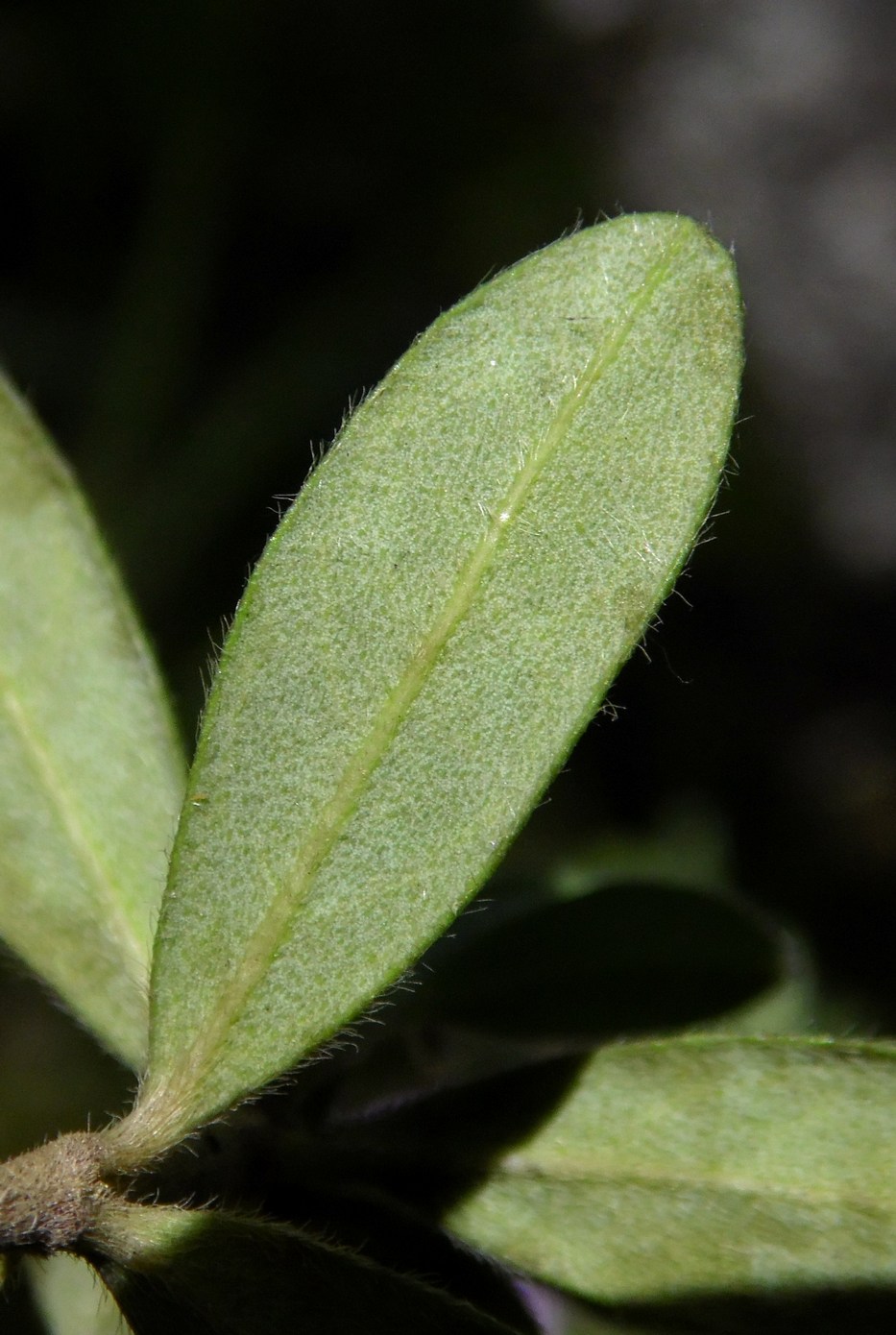 Image of Daphne pseudosericea specimen.