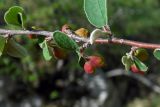 Cotoneaster integerrimus. Часть побега со зреющими плодами. Республика Адыгея, Майкопский р-н, ок. 6 км юго-восточнее хутора Победа, хребет Скалистый (Уна-Коз), скала Галкина, в небольшой расщелине недалеко от обрыва. 05.05.2018.