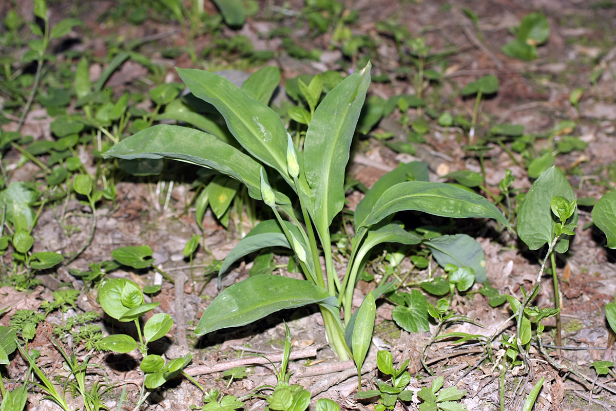 Изображение особи Allium ursinum.