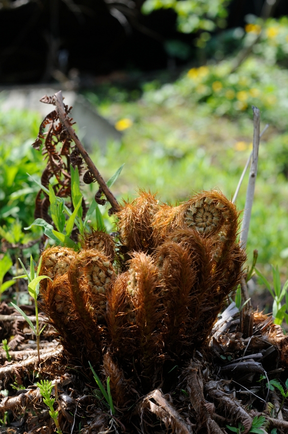 Изображение особи Dryopteris crassirhizoma.