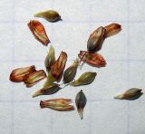 Image of taxon representative. Author is Анна Малыхина