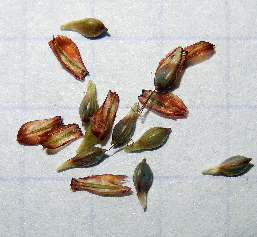 Image of Carex digitata specimen.