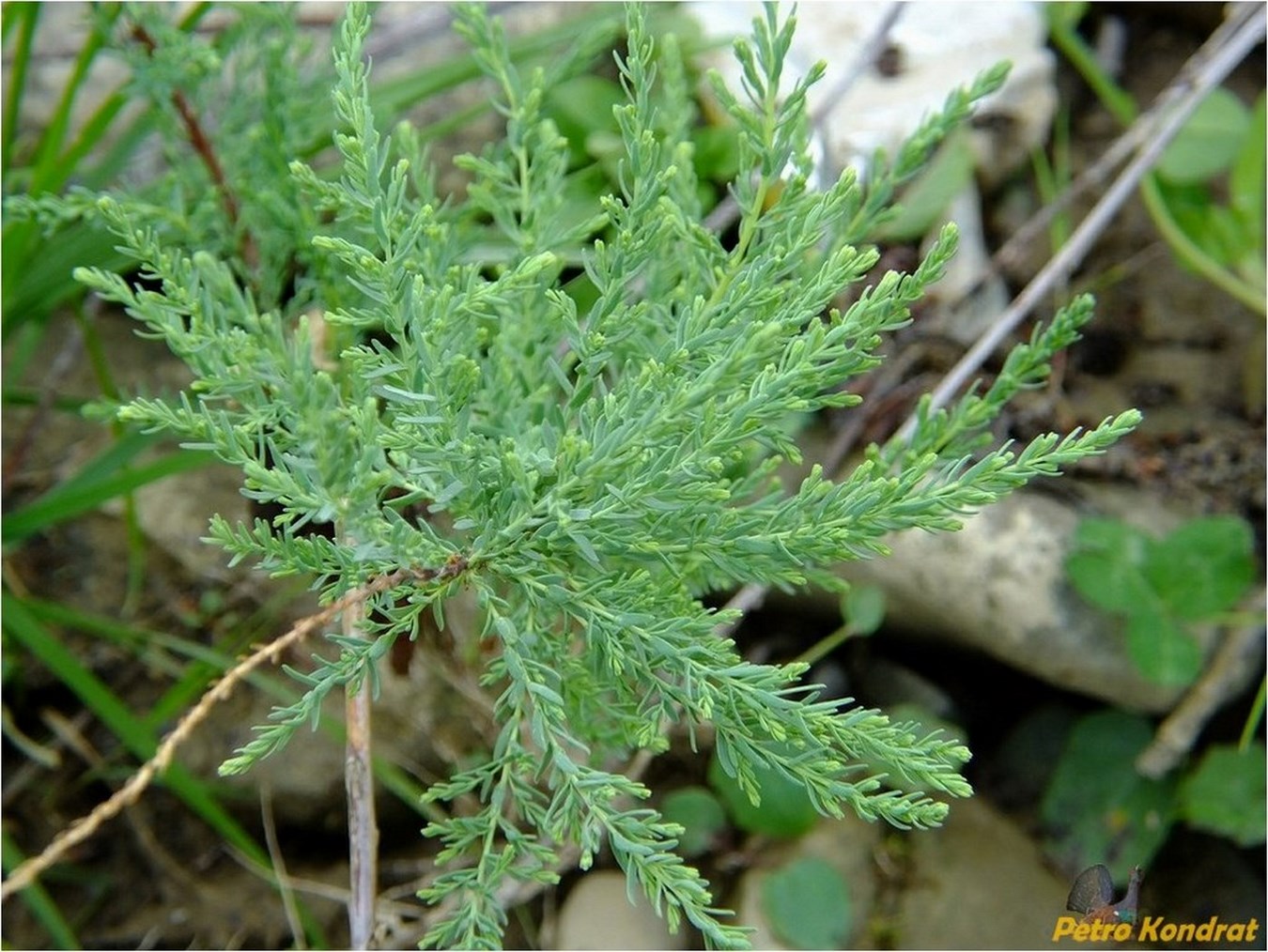 Изображение особи Myricaria germanica.